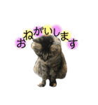 猫 stamp（個別スタンプ：5）