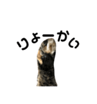 猫 stamp（個別スタンプ：6）