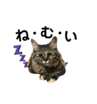 猫 stamp（個別スタンプ：7）