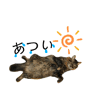 猫 stamp（個別スタンプ：8）