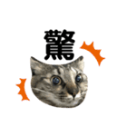 猫 stamp（個別スタンプ：9）