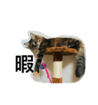 猫 stamp（個別スタンプ：11）