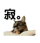 猫 stamp（個別スタンプ：12）