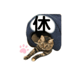 猫 stamp（個別スタンプ：13）