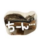 猫 stamp（個別スタンプ：14）