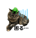 猫 stamp（個別スタンプ：15）