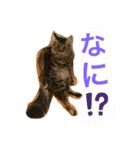 猫 stamp（個別スタンプ：16）