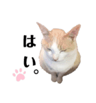 実写版犬猫スタンプ（個別スタンプ：1）