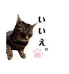 実写版犬猫スタンプ（個別スタンプ：2）