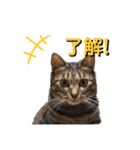 実写版犬猫スタンプ（個別スタンプ：3）