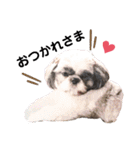 実写版犬猫スタンプ（個別スタンプ：5）