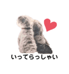 実写版犬猫スタンプ（個別スタンプ：6）