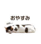 実写版犬猫スタンプ（個別スタンプ：8）