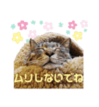実写版犬猫スタンプ（個別スタンプ：10）