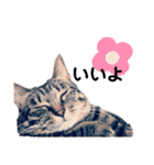 実写版犬猫スタンプ（個別スタンプ：11）