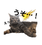 実写版犬猫スタンプ（個別スタンプ：13）