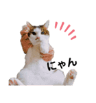 実写版犬猫スタンプ（個別スタンプ：14）