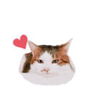 実写版犬猫スタンプ（個別スタンプ：15）