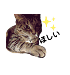実写版犬猫スタンプ（個別スタンプ：16）