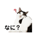 実写版犬猫スタンプ（個別スタンプ：17）