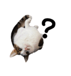 実写版犬猫スタンプ（個別スタンプ：18）