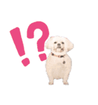 実写版犬猫スタンプ（個別スタンプ：19）