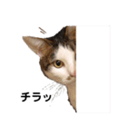 実写版犬猫スタンプ（個別スタンプ：20）