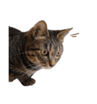 実写版犬猫スタンプ（個別スタンプ：21）