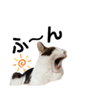 実写版犬猫スタンプ（個別スタンプ：22）
