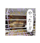 ハムスターのワッフルでーしゅ‼️（個別スタンプ：15）