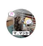 ハムスターのワッフルでーしゅ‼️（個別スタンプ：18）