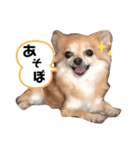 小町①（個別スタンプ：4）