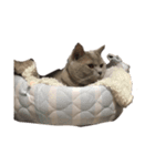 ふぉびぃ（個別スタンプ：3）