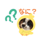 我が家のワン子達（個別スタンプ：1）