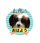 我が家のワン子達（個別スタンプ：2）