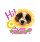 我が家のワン子達（個別スタンプ：3）