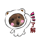 我が家のワン子達（個別スタンプ：4）