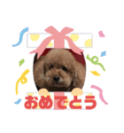我が家のワン子達（個別スタンプ：15）
