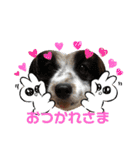 我が家のワン子達（個別スタンプ：19）