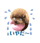 我が家のワン子達（個別スタンプ：26）