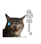 ににたんスタンプ。（個別スタンプ：5）