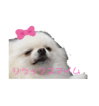 ポメラニアンハナ（個別スタンプ：11）