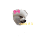 ポメラニアンハナ（個別スタンプ：13）