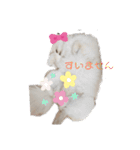ポメラニアンハナ（個別スタンプ：20）