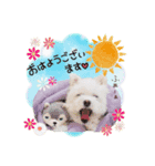 ポメマルさん家のしふぉんちゃん（個別スタンプ：3）