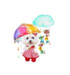 ポメマルさん家のしふぉんちゃん（個別スタンプ：6）