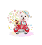 ポメマルさん家のしふぉんちゃん（個別スタンプ：8）