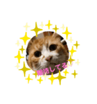 保護猫3匹の気ままな暮らし（個別スタンプ：6）