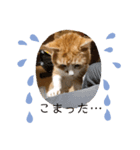 保護猫3匹の気ままな暮らし（個別スタンプ：7）