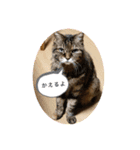 保護猫3匹の気ままな暮らし（個別スタンプ：8）